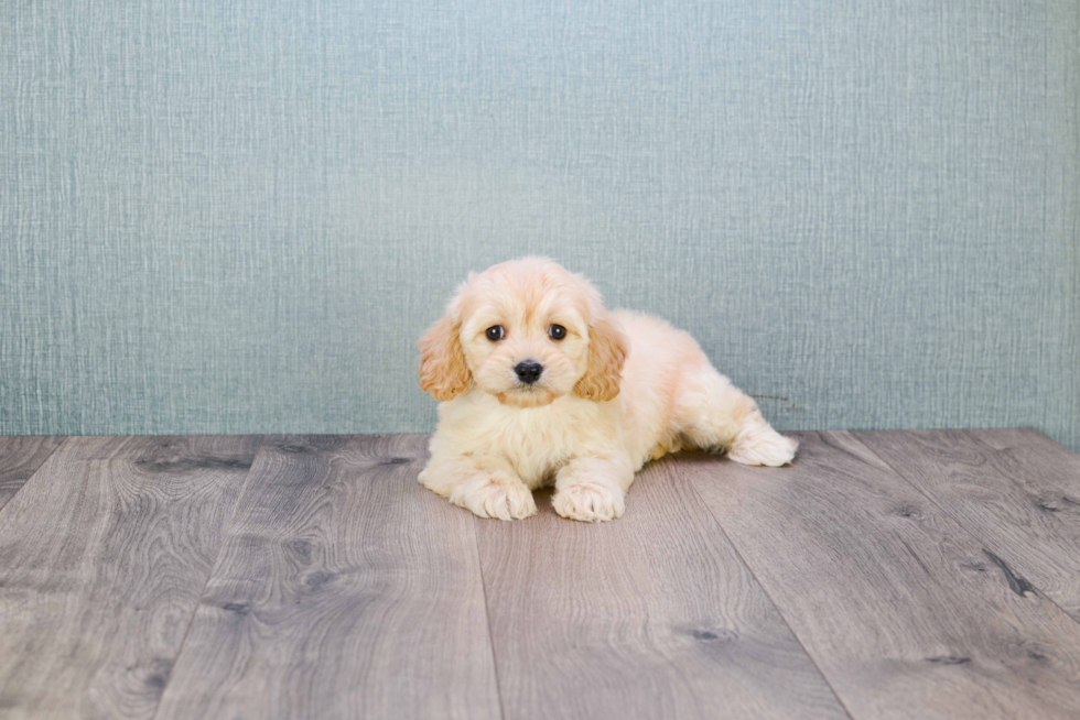 Cavachon Pup Being Cute