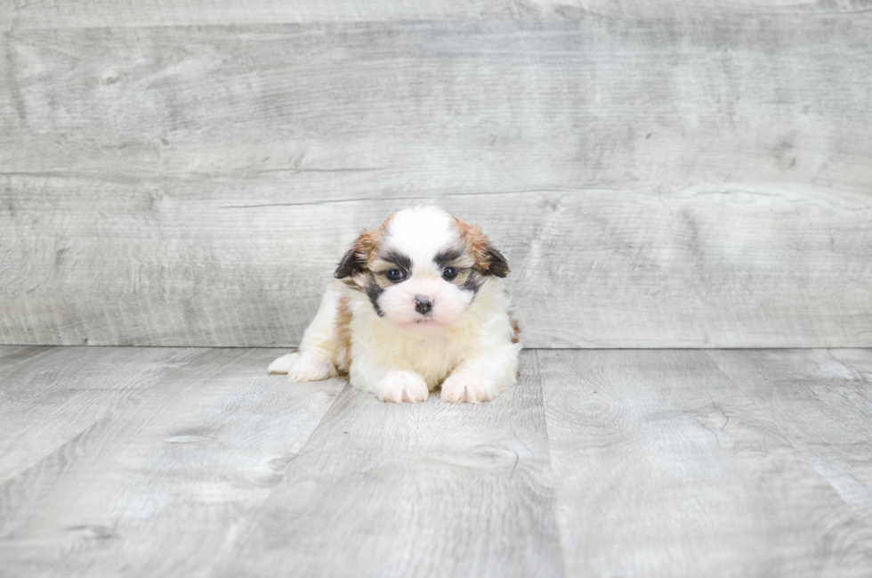 Teddy Bear Pup Being Cute