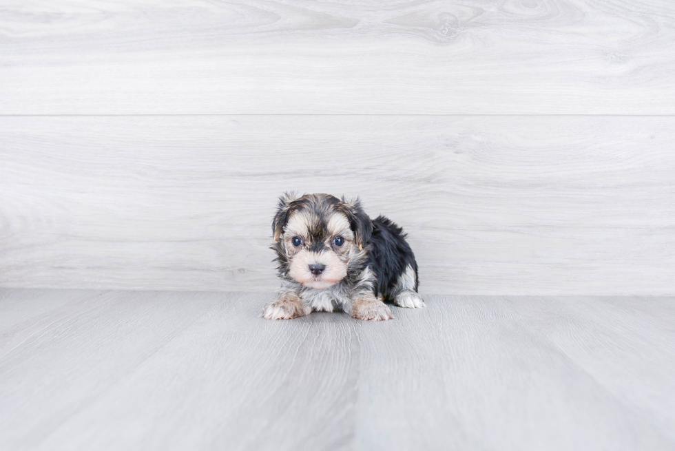 Cute Morkie Baby