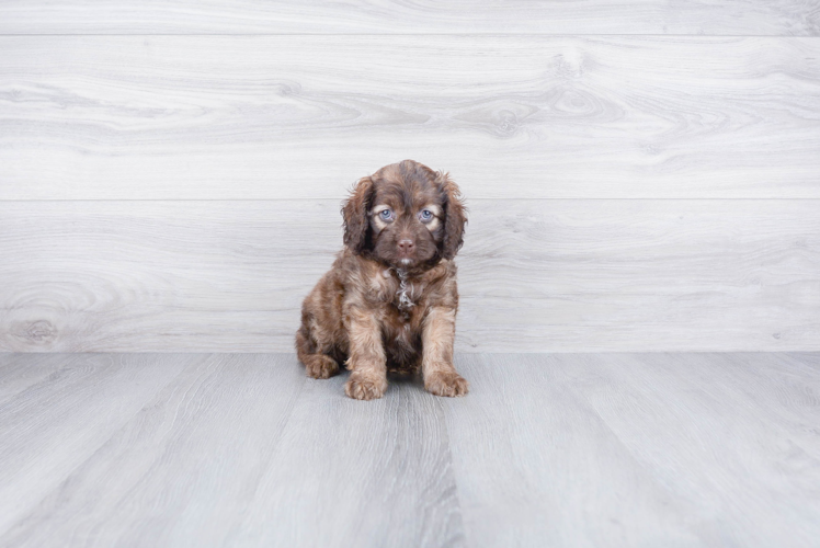 Friendly Cockapoo Baby