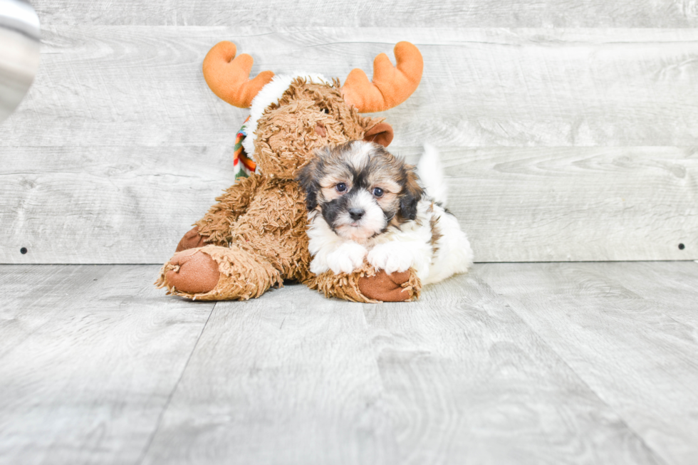 Friendly Teddy Bear Baby