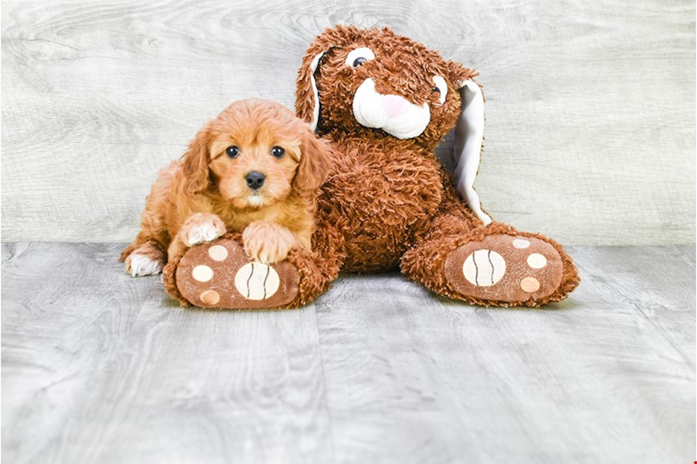 Funny Cavapoo Poodle Mix Pup