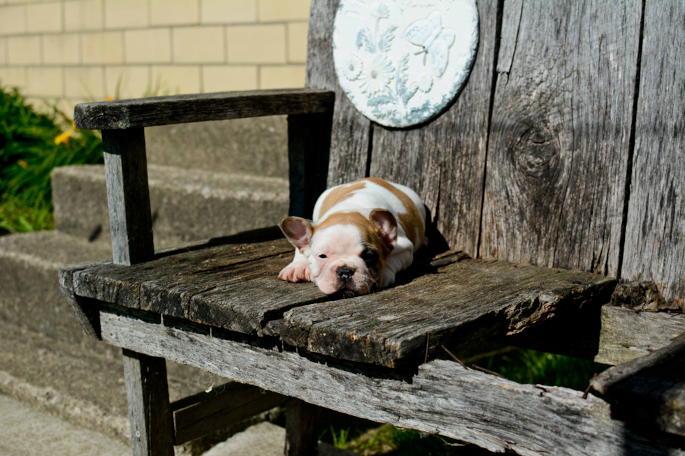 Adorable Frenchie Purebred Puppy