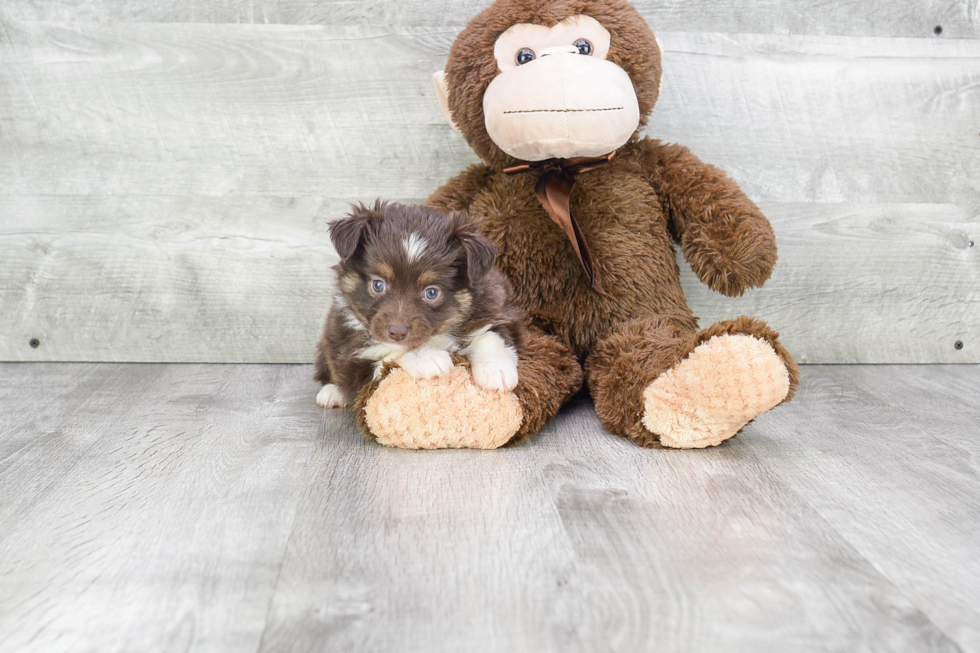 Mini Aussiedoodle Puppy for Adoption