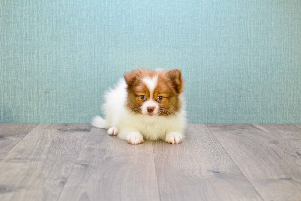 Small Pomeranian Purebred Pup