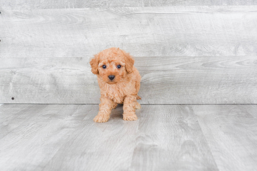 Happy Mini Goldendoodle Baby