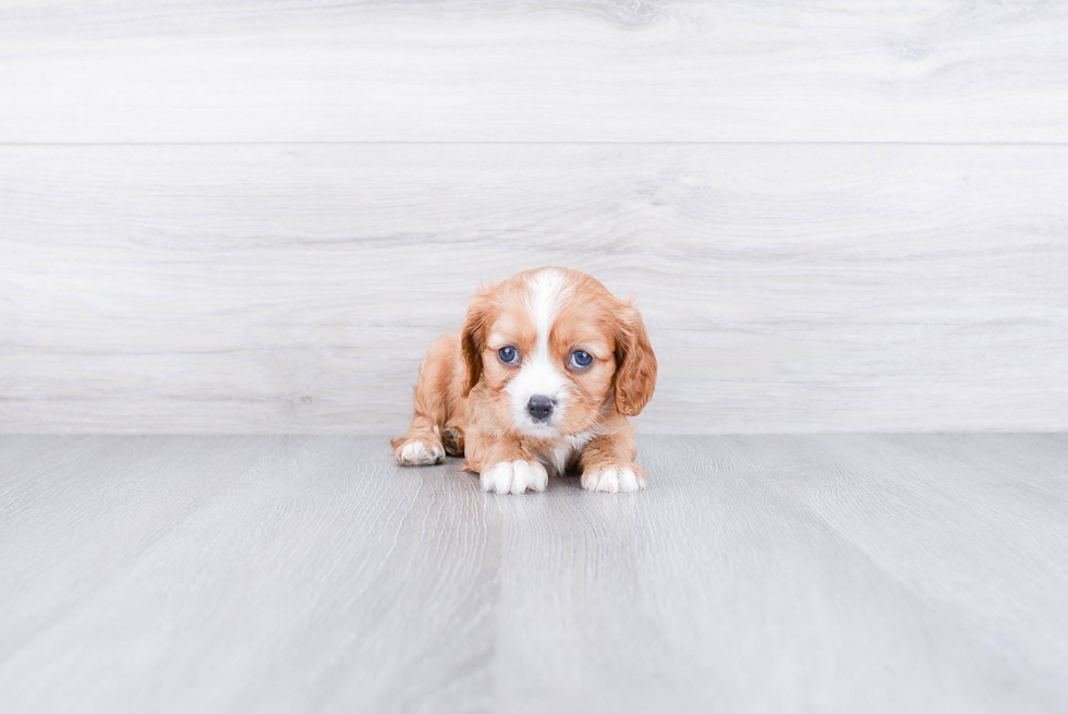 Best Cavalier King Charles Spaniel Baby