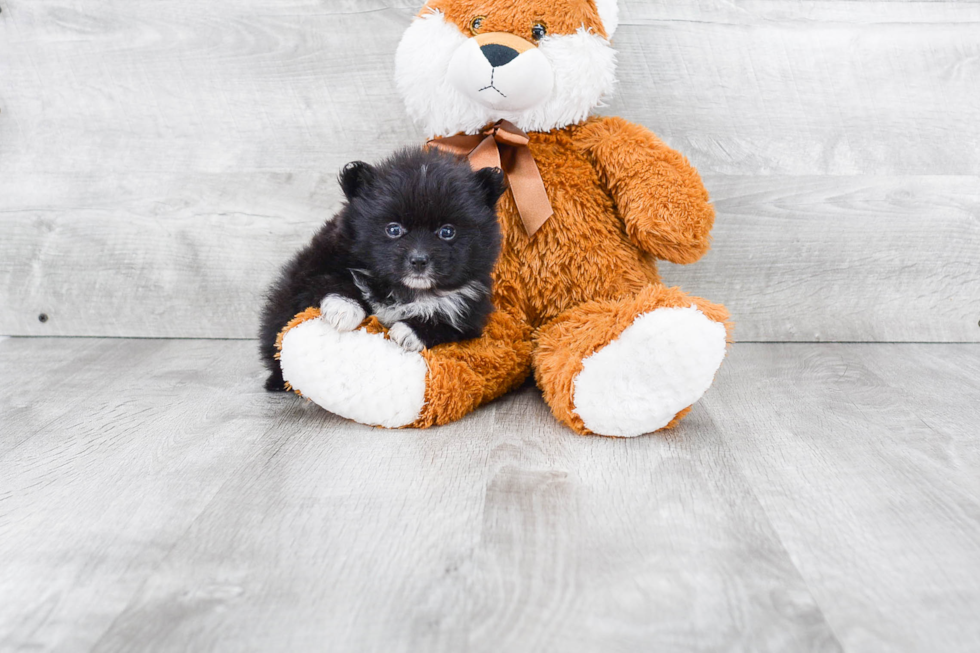 Pomeranian Puppy for Adoption