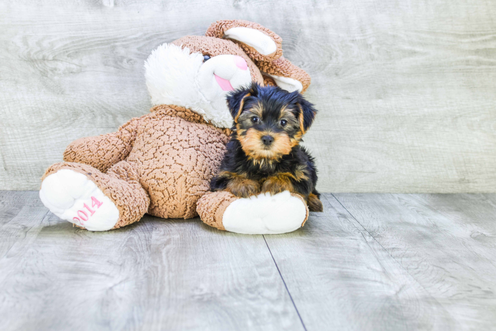 Meet Snickers - our Yorkshire Terrier Puppy Photo 