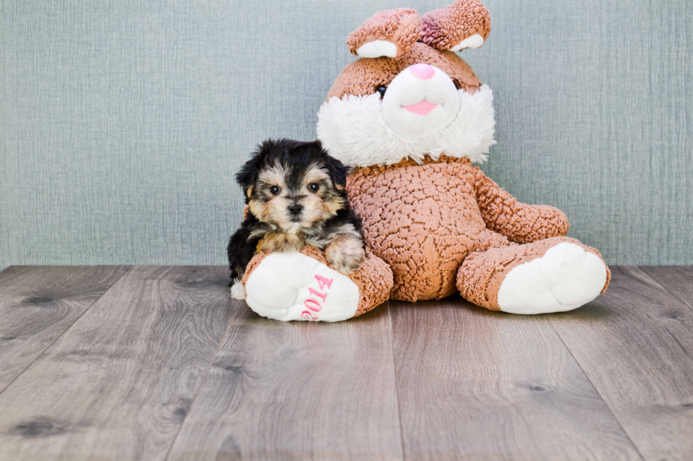 Sweet Morkie Baby