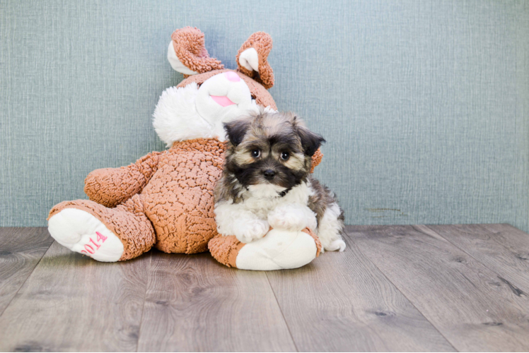 Hypoallergenic Havanese Baby