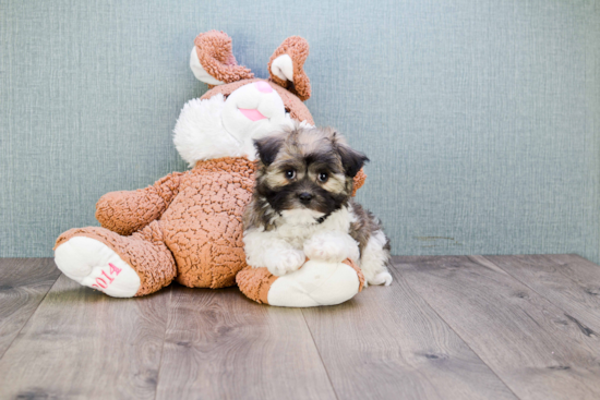 Hypoallergenic Havanese Baby