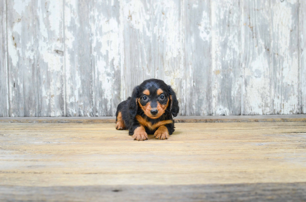 Dachshund Puppy for Adoption