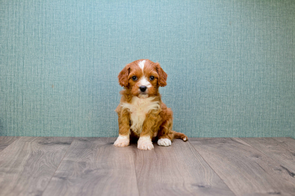 Cavapoo Pup Being Cute