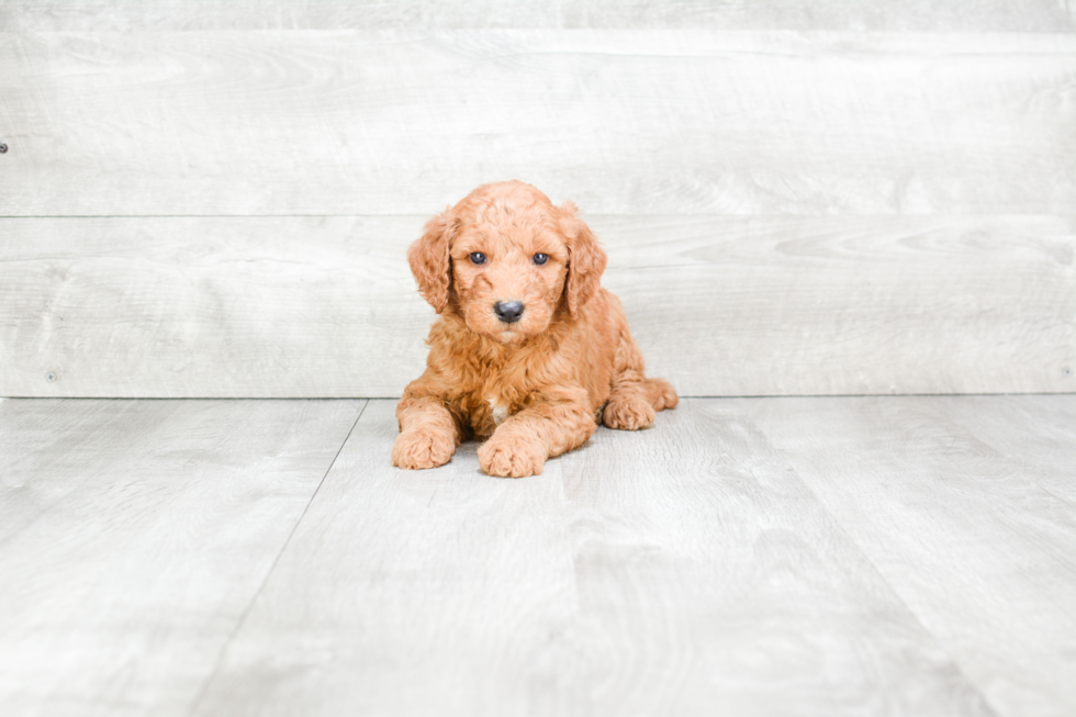 Cute Mini Goldendoodle Baby