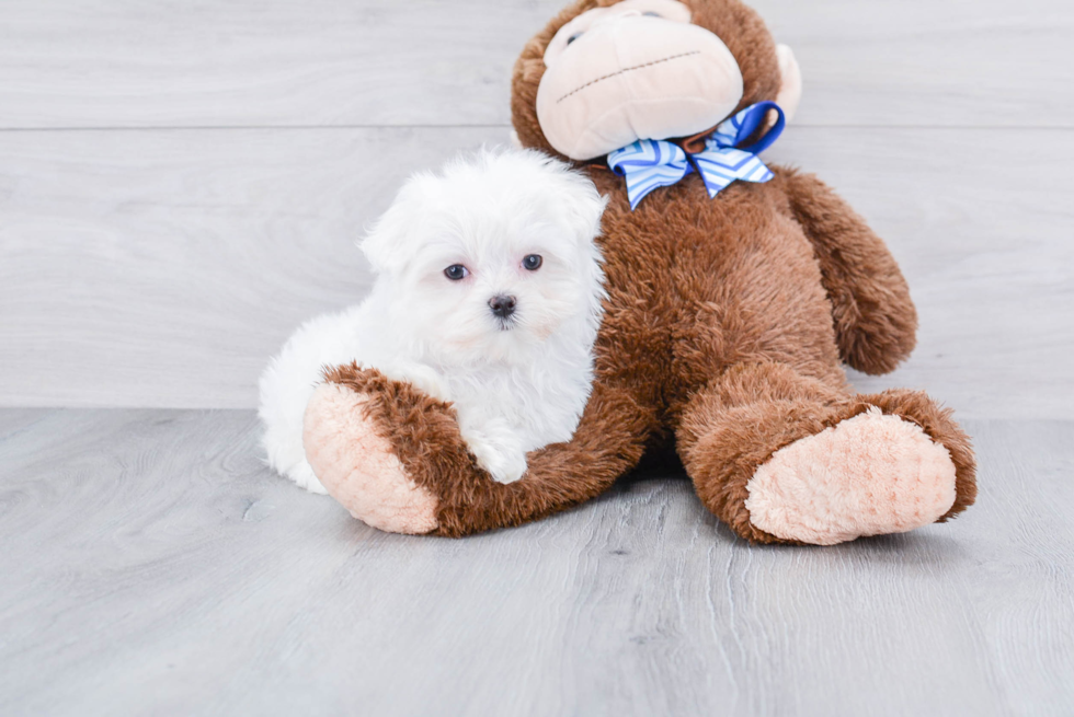 Hypoallergenic Maltese Purebred Pup