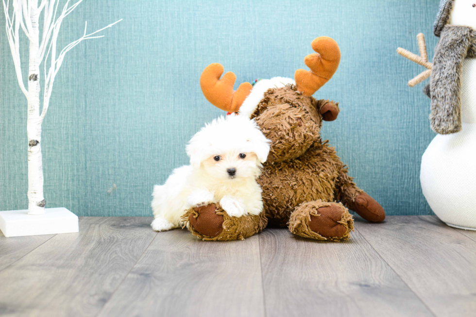 Cute Maltese Purebred Puppy