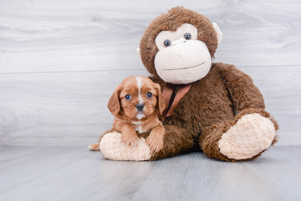 Cavalier King Charles Spaniel Pup Being Cute