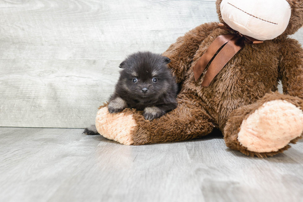 Sweet Pomeranian Purebred Puppy