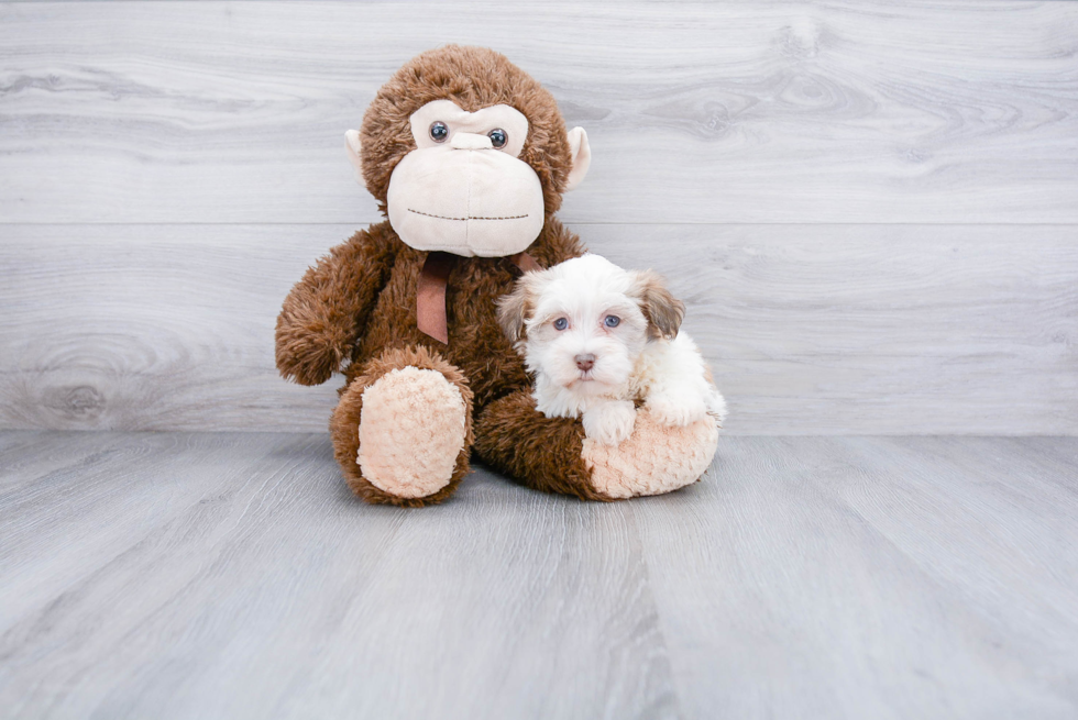 Best Havanese Baby