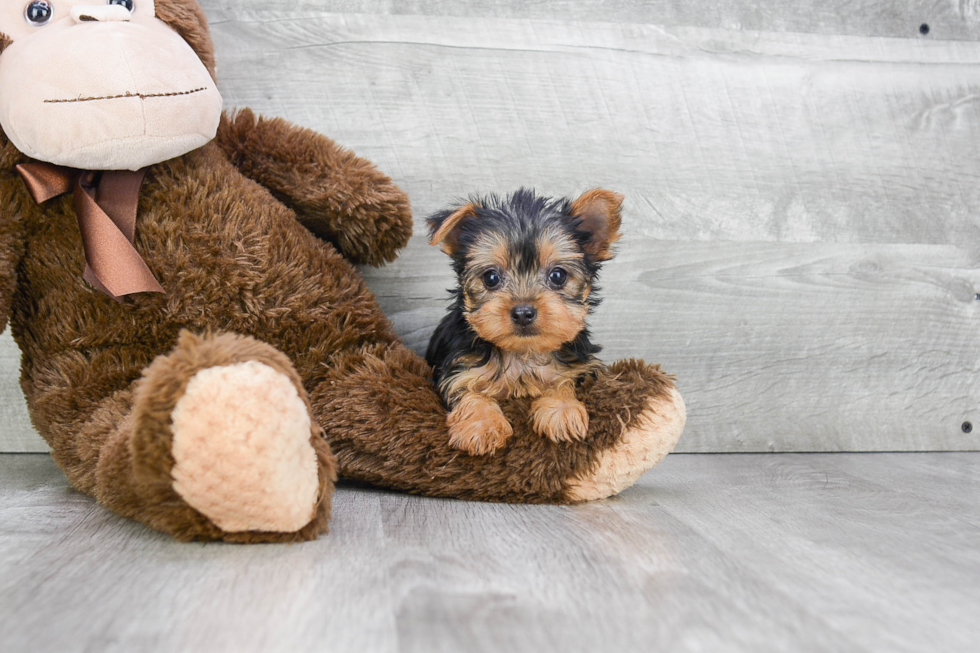 Meet Rhianna - our Yorkshire Terrier Puppy Photo 