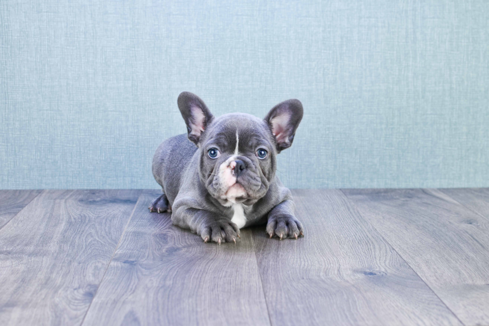 Best French Bulldog Baby