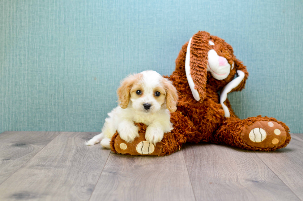 Cavachon Pup Being Cute