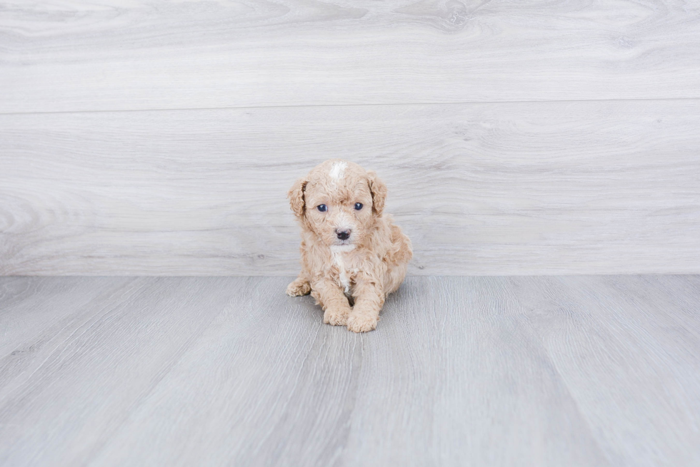 Cavapoo Puppy for Adoption