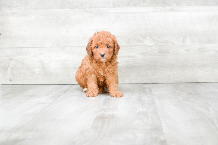 Playful Golden Retriever Poodle Mix Puppy