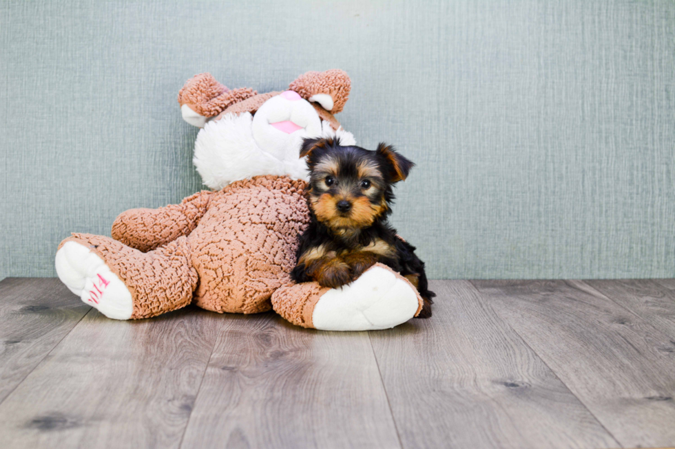 Meet Mindy - our Yorkshire Terrier Puppy Photo 