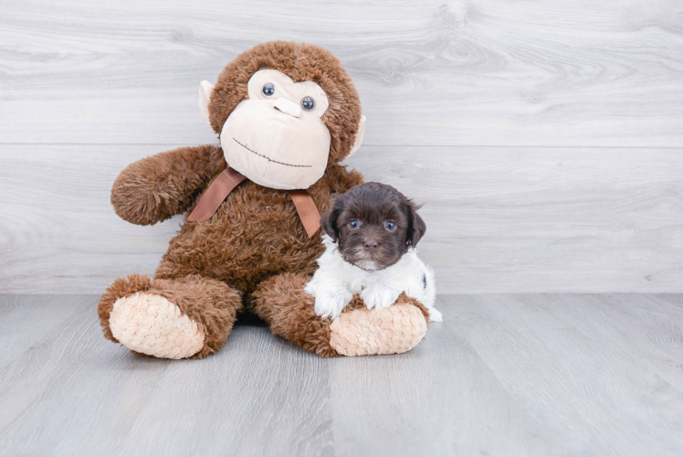 Best Havanese Baby