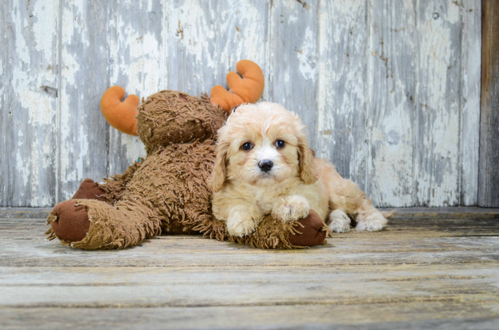 Best Cavachon Baby