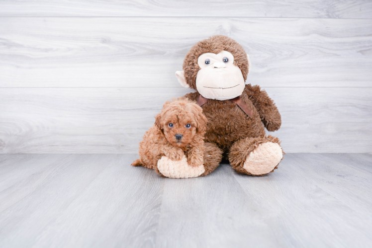 Cavapoo Pup Being Cute