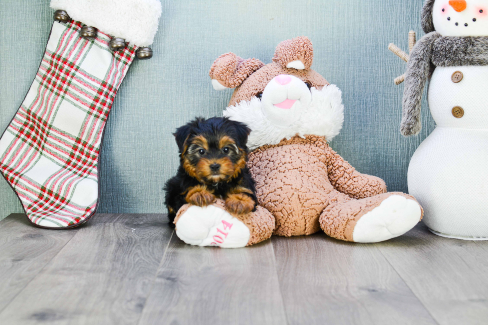 Meet Timmy - our Yorkshire Terrier Puppy Photo 