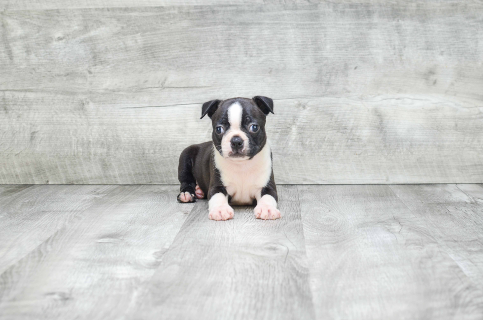 Boston Terrier Puppy for Adoption