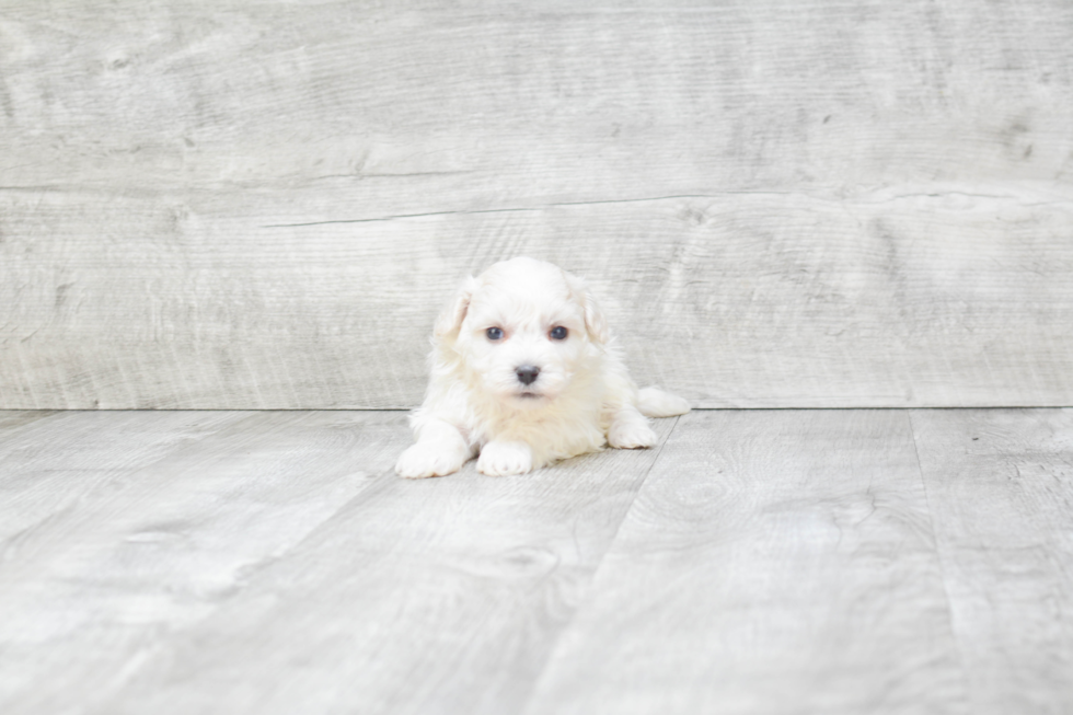 Energetic Havanese Purebred Puppy