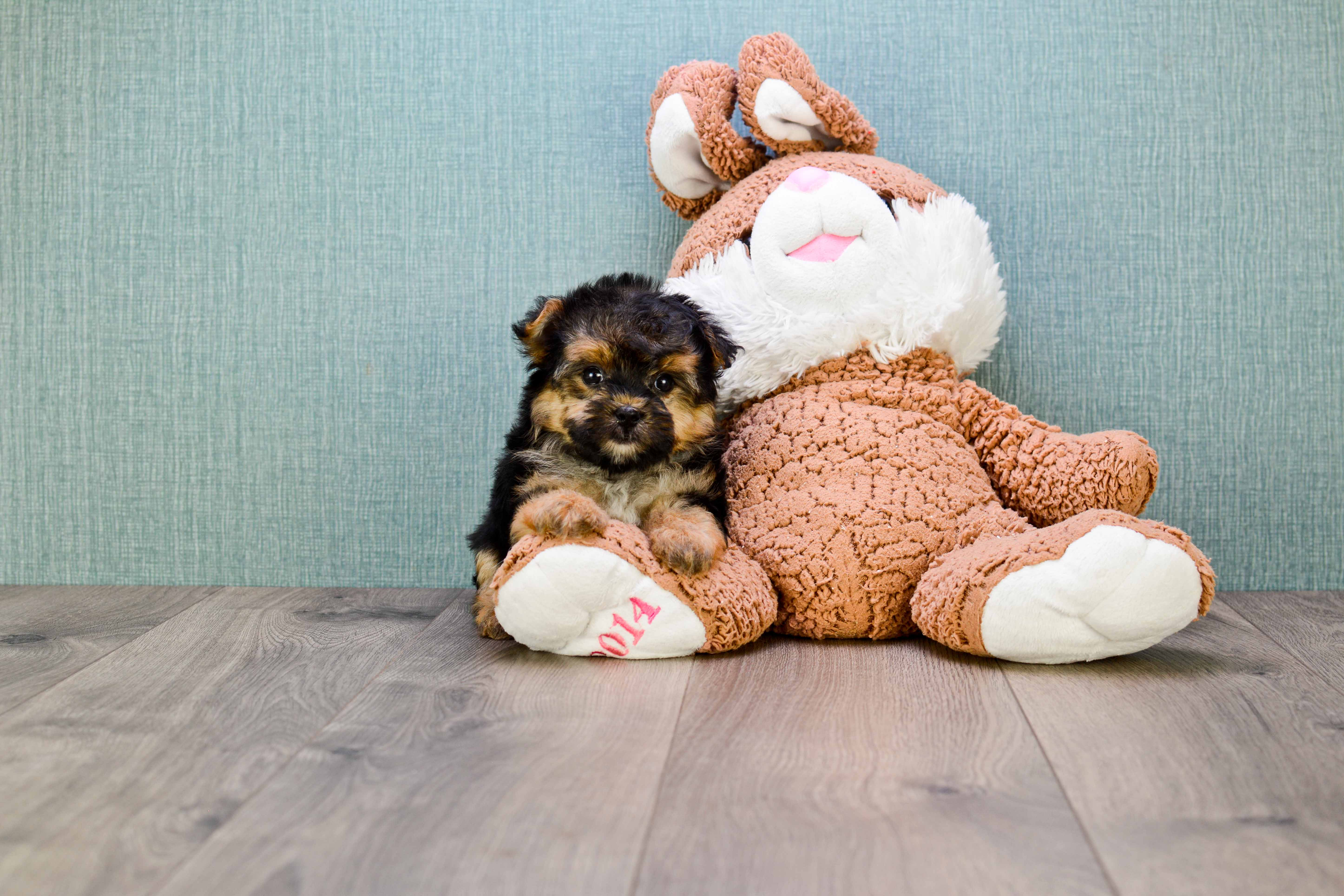 Adorable Yorkie Designer Puppy