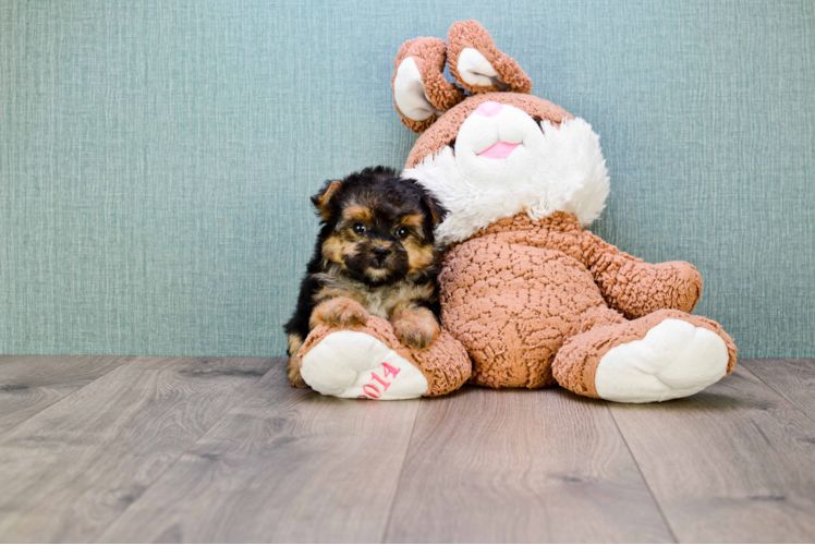 Adorable Yorkie Designer Puppy