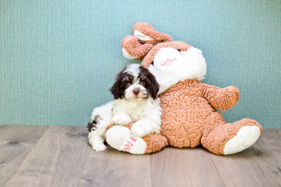 Meet Hershey - our Havanese Puppy Photo 