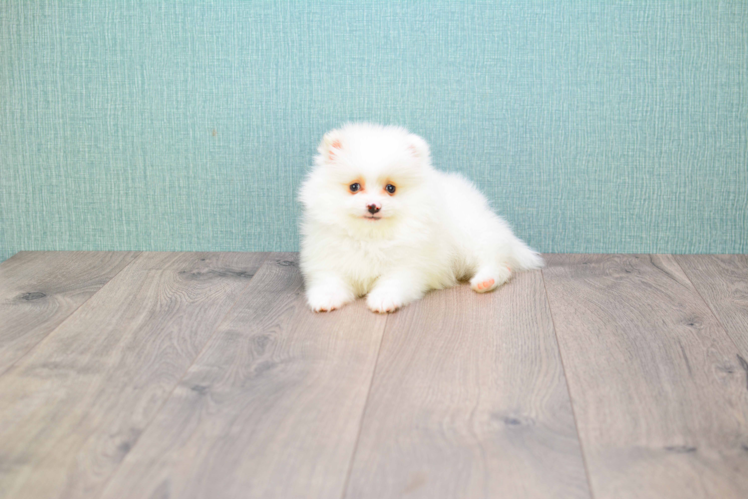 Akc Registered Pomeranian Purebred Pup