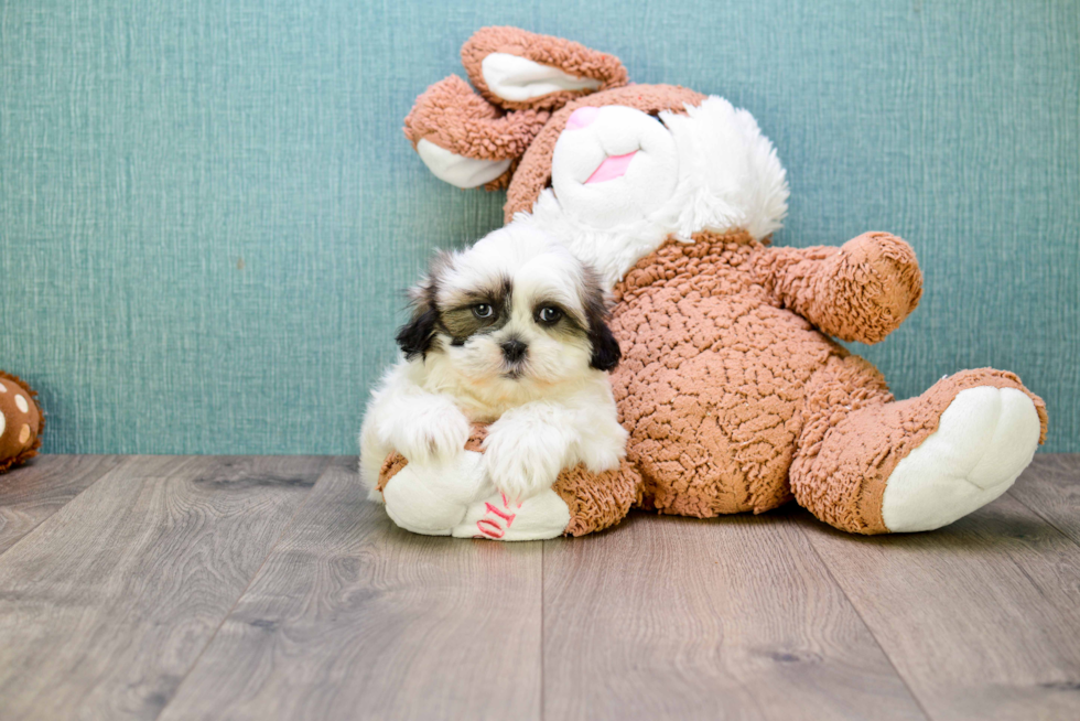 Shih Tzu Pup Being Cute