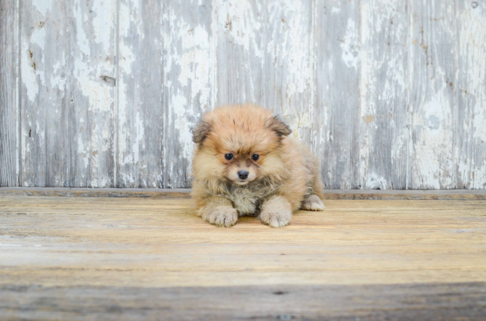 Playful Pomeranian Baby