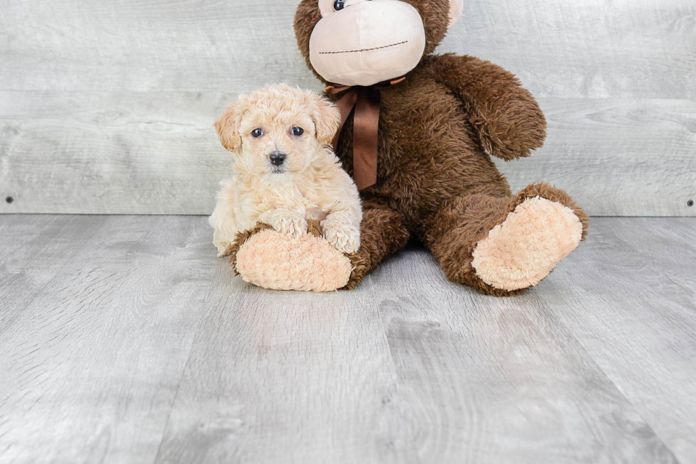 Best Maltipoo Baby