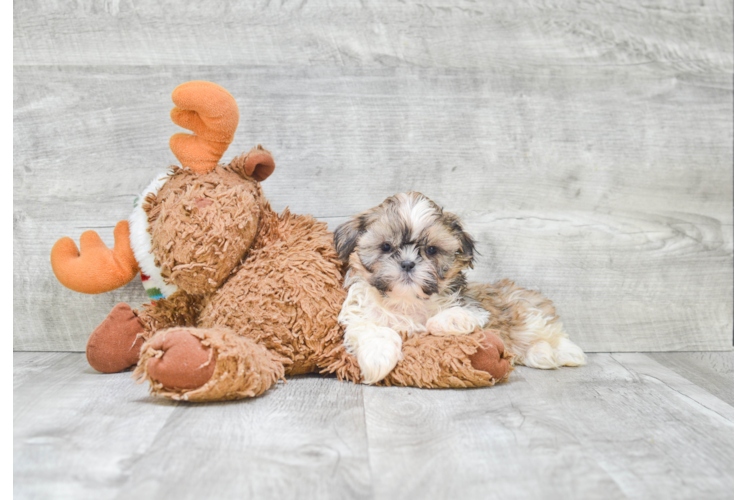 Popular Teddy Bear Designer Pup