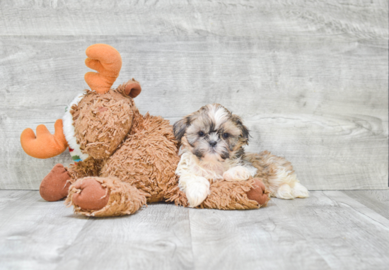 Popular Teddy Bear Designer Pup