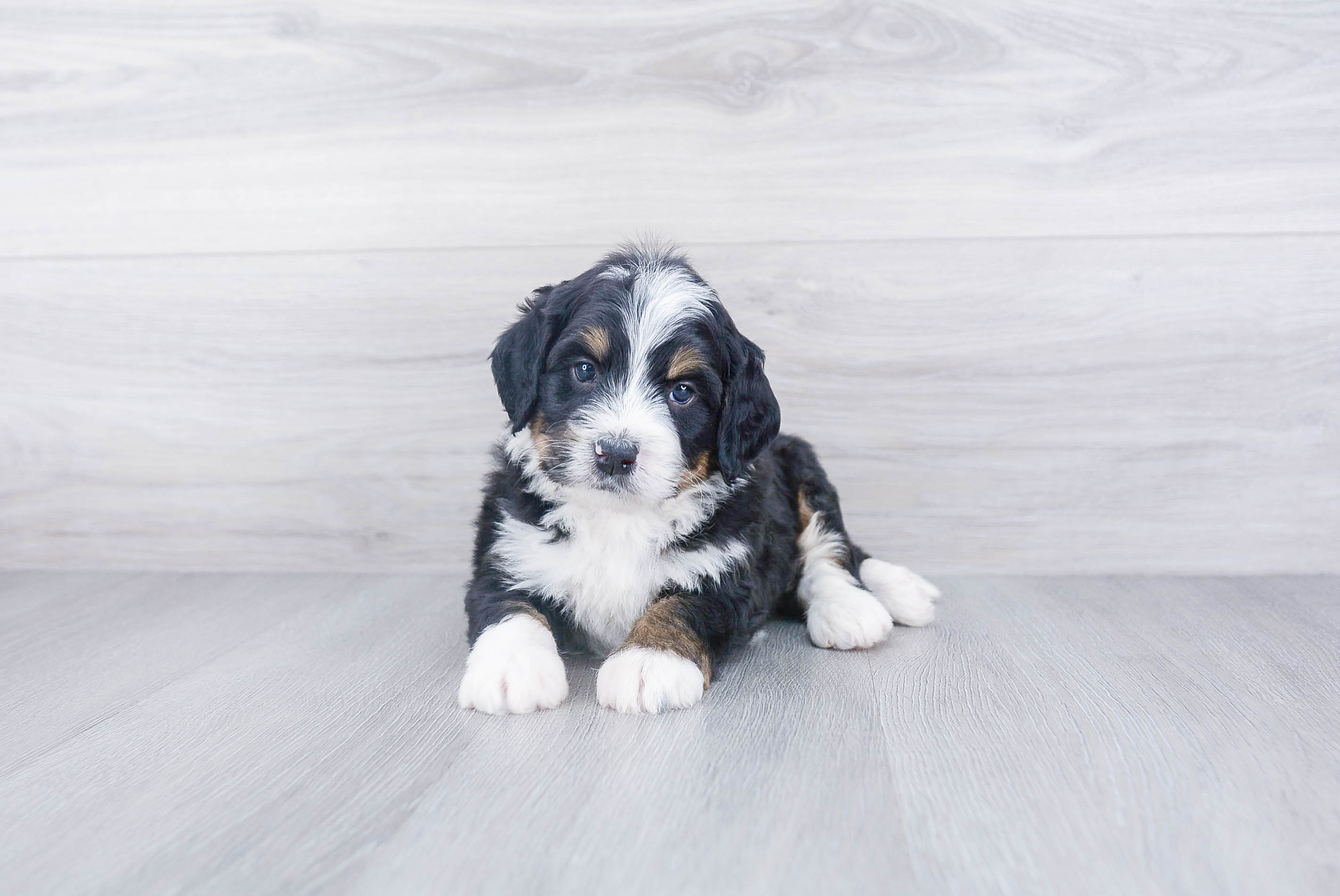 Hypoallergenic Mini Berniedoodle Poodle Mix Puppy