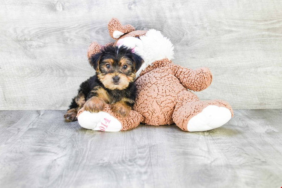 Meet Micah - our Yorkshire Terrier Puppy Photo 