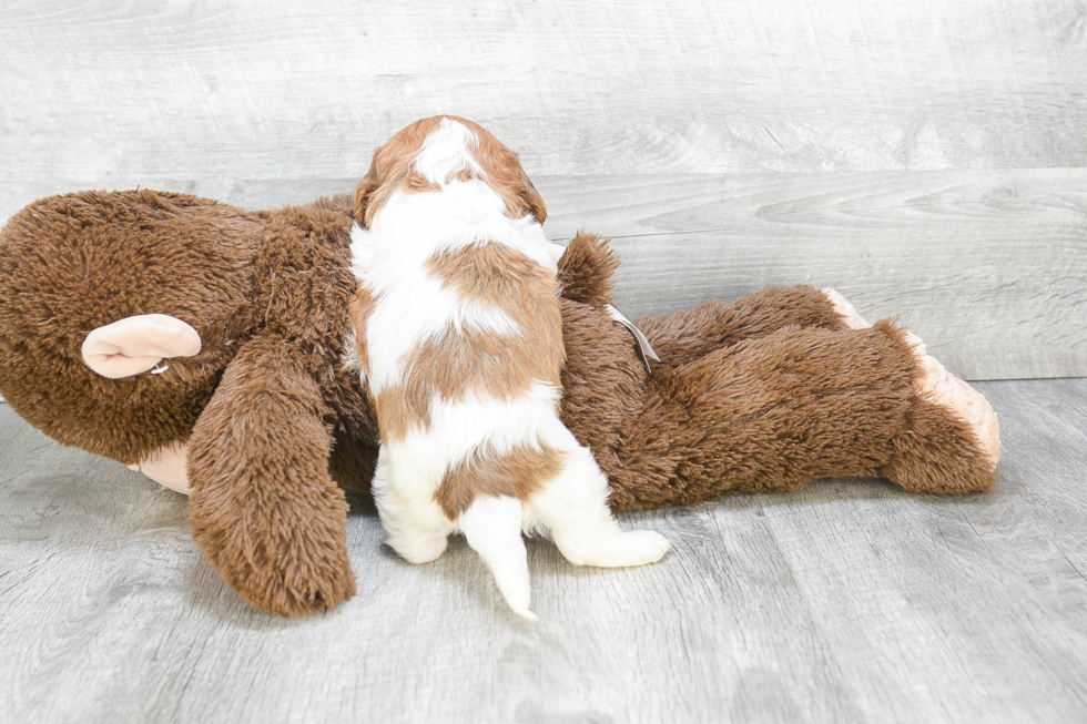 Small Cavachon Baby