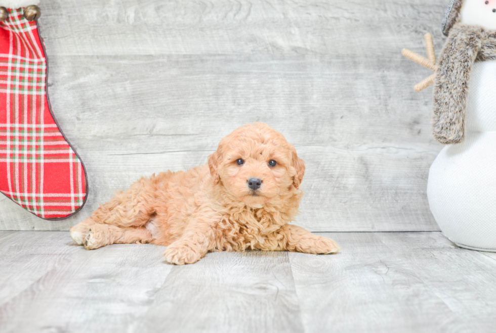 Mini Goldendoodle Puppy for Adoption