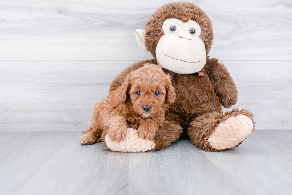 Cockapoo Puppy for Adoption